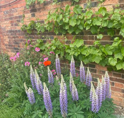 Emily - Care Assistant