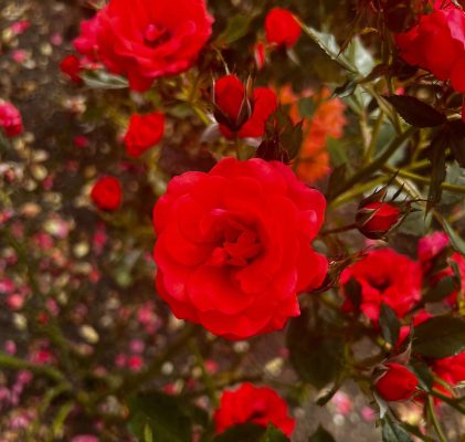 Janine - Care Assistant