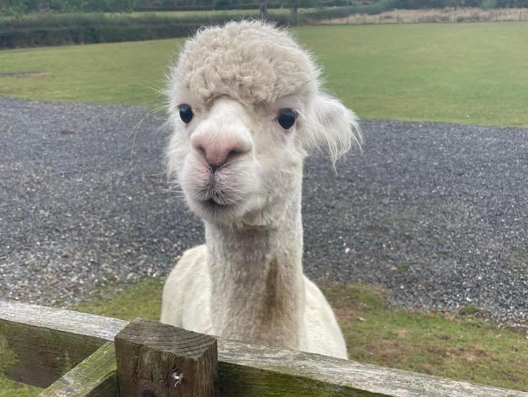 The Willows Blog Post 3